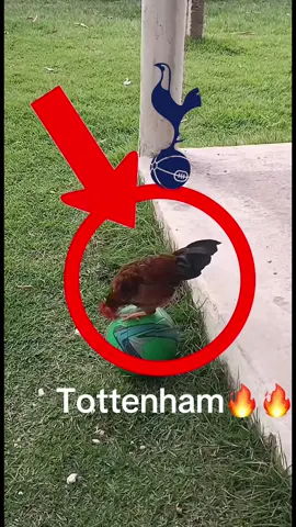 Tottenham🔛🔝#tottemham #pourtoi #foryou #meme #chicken 