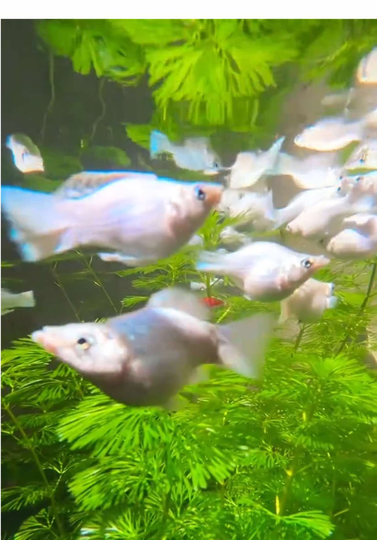 สบายใจทุกครั้งที่ดู😌 . . . #fish #ไม้น้ํา #ปลา #ปลาสวยงาม #สัตว์เลี้ยงtiktok #สัตว์เลี้ยงน่ารัก #อ่างปลา #อ่างเลี้ยงปลา #ปลาบอลลูน #mollyfish 
