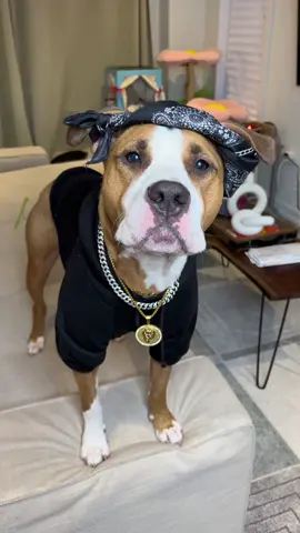Mu Pitbull Understands English Better Than My Friends!🤣🤣#dog #funnydog #dogsoftiktok #funny #lovedogs 