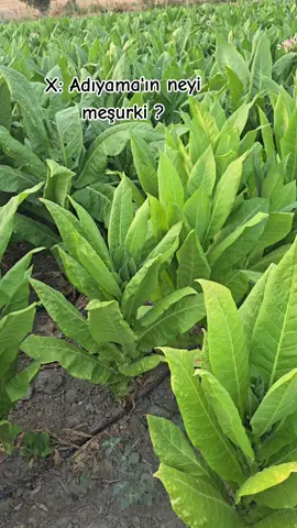 Adıyamanın tütünü meşur🌱.      .#adıyaman #kahta02 #sincik #tütün #meşur #meşuradıyaman #tütüntarlası 