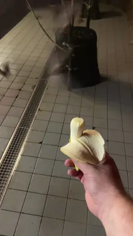 #fledermaus #ehrenamt #berlin #fledermaustourköpenick #tiktoklive #livehighlights #goviral  unsere Fledertiere da bekommen 14 kg Obst am Tag, Sommerfledermaustouren in Köpenick bis 29.09./06.10.! Infos da koepenick@bat-ev.de