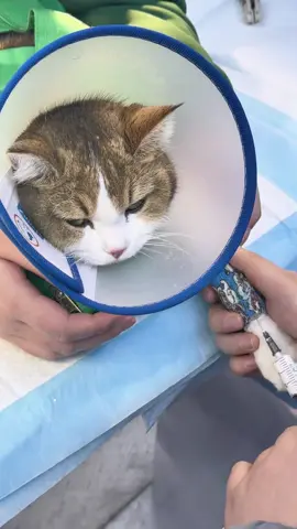 Cat vs Vet 😂💉💤 #catsoftiktok  #fyp  #foryoupage  #funnycats  #cutecat  #catlover  #meow  #catlife  #catmom  #catdad