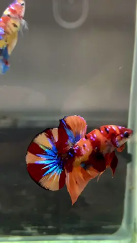 ❤️💜💛#ปลากัด #ปลากัดสวยงาม #betta #bettafish #bettathailand 
