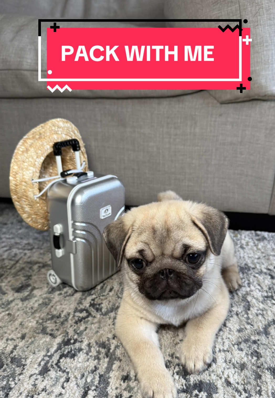 Pack with me for my gigis house 🥰 I can’t wait to meet her 💕 what are your weekend plans??  #pugsoftiktok #pug #pugpuppy #pugslife 