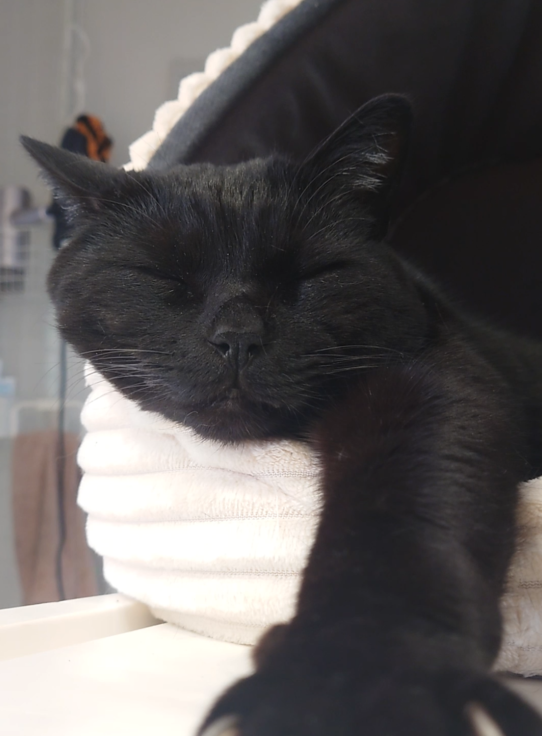 grrr🐈‍⬛😴 #黒猫 #blackcat #catsoftiktok 