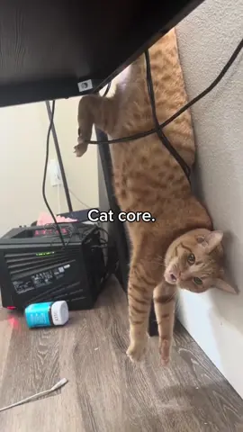 Cat core.🐈🐭| Hilarious, Funny & so Cute Animals🥹 #cat #catlover #funnypets #bigcat #funnyanimals 