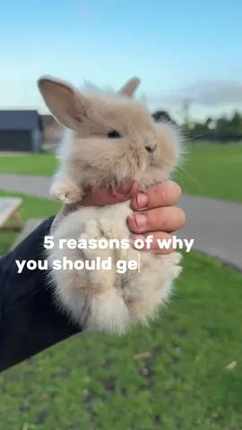 5 reasons why should get a bunny!#foryoupageofficial #cutebunny #rabbitsoftiktok #fyp #bunnies 