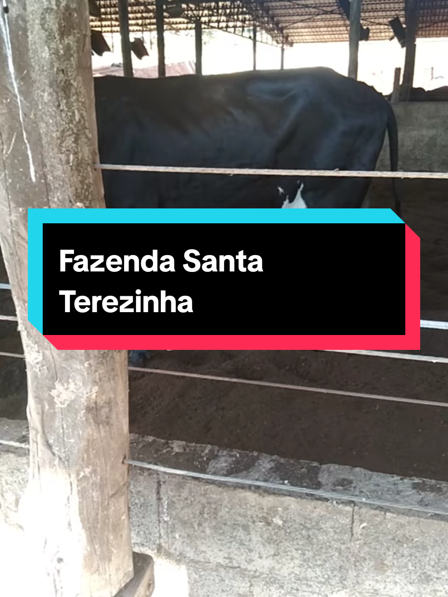 #anosatrás Fazenda Santa Terezinha.  São Sebastião do paraíso MG.  #GenéticaDeQualidade #gadoleiteiro #girolando #Leite 