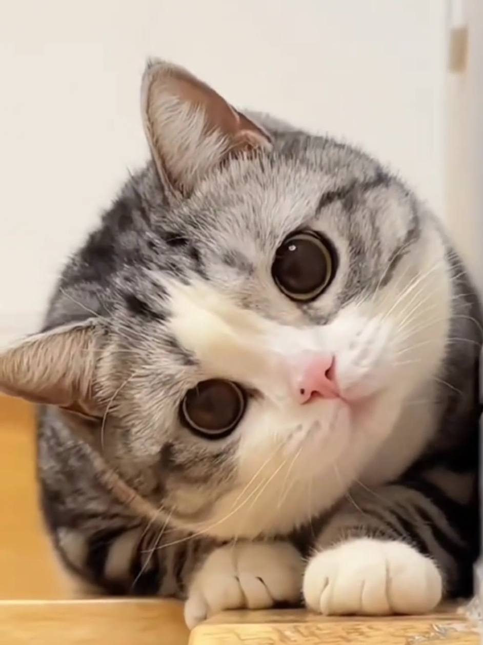 kucing imut bangettttt ❤️❤️😻😻😻😻😻😻🐈🐈🐈 #viraltiktok #viralvideo #fyp #kucing #kucinglucu 