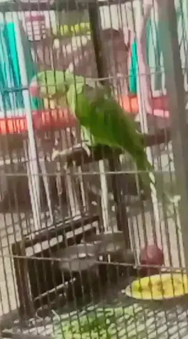 Talking Parrot#talking #parrot #talkingparrot#Mithudon🍩  #rawparrot #fyp #foryou 