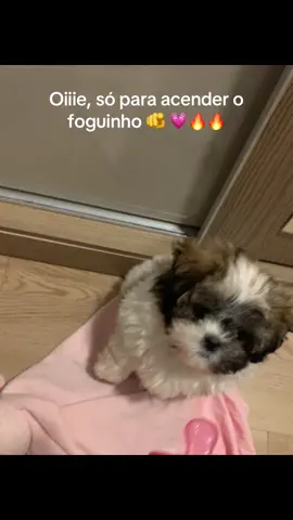 #foguinho #cachorrosdotiktok #vaiprofy #fyp #foguinhodotiktok 
