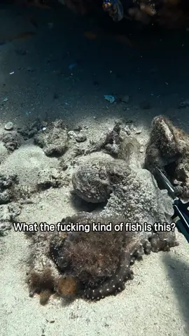 Quiz for my American friends: how many of these fish can you name?#popular #usa_tiktok #usa #america #gag 