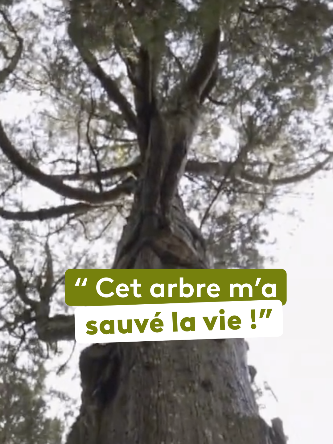 « L’énergie que m’a transmis cet arbre m’a permis de survivre. » 🇯🇵 Sur l’île de Kyushu, au Japon, Francois Pecheux descend le fleuve Chikugo Gawa, né sur les pentes de l’un des volcans les plus actifs du pays. Dans les gorges splendides de Takachiho, il rencontre un prêtre shinto qui lui enseigne une vérité ancestrale : la nature elle-même est une divinité. Les arbres ne sont pas seulement vivants, ce sont des sanctuaires. Des maisons pour les dieux. Celui-ci a environ 850 ans et lui a sauvé la vie. Le fleuve Chikugo-gawa (Japon), un nouveau numéro d’« Au bout, c’est la mer », à retrouver dès maintenant sur notre plateforme ✨ ! #onregardequoi #sinformersurtiktok
