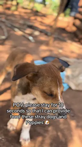 Gofundme link in the bio for any kind of support.  #ssenyonjogodfreydogsrescue #animalsoftiktok #fyp 