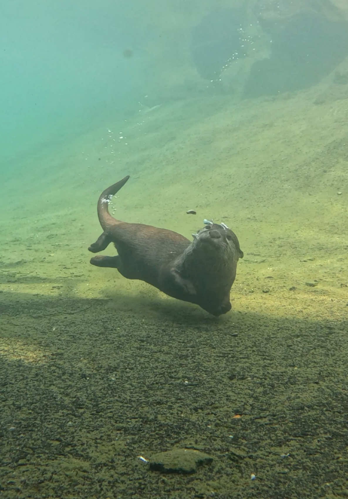 A quick trip underwotter with the chaos fur noodles. #memphiszoo #otter #animals #otters #cuteanimals  🎵Spanish Flea - Herb Alpert 
