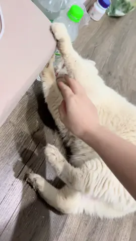 Ai dồ típ tóp =))) ai dồ này láo lắm =))) nma béo nên cưng #capcut #xuhuong #xuhuongtiktok #cat #lybeo #molly #meomeo #mèo #meow #ly #beo #emly 