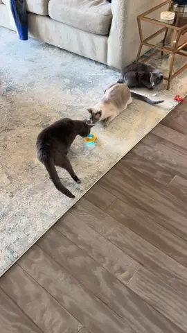 Keep your kitty active and entertained with this 2-in-1 interactive cat toy! 🐾 A soft, crinkly mat hides a rolling ball inside, encouraging natural hunting instincts and hours of solo play. Perfect for curious cats who love to chase, pounce, and explore—all in one compact toy. #interactivecattoy #2in1 #CatEnrichment #cattoys #catstuff #catmom 