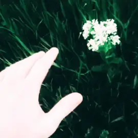 Deja vu 237: Chase the light #agnod #foryou #fyp 
