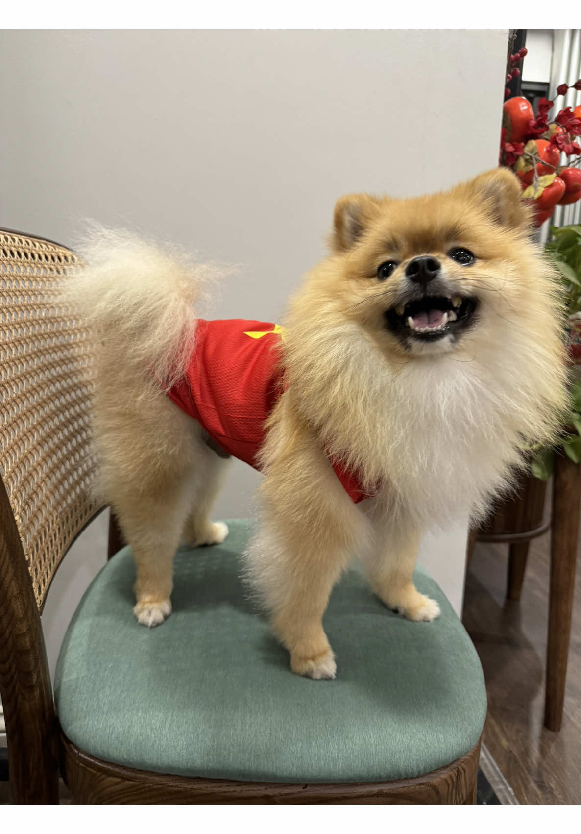 Con đã có áo cờ đỏ sao vàng rồi ạ❤️🇻🇳.#aocodosaovangchomeo #aothucung #dogsoftiktok #thoitrangthucung #cundangyeu 