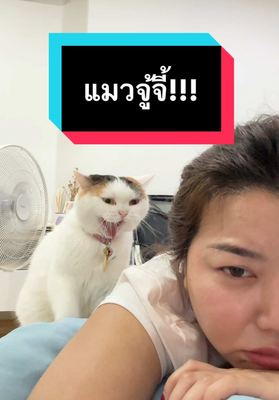 สรุปใครเป็นแม่? #มูมินแมวเหนียง #แมว #แมวน่ารัก #สวนสัตว์tiktok #cat #catsoftiktok 