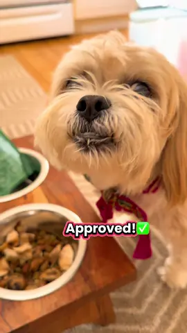 Happy doggy! I love to give my dog the best food and supplements 🐶 I can see it I its hair and energy! ❤️ thank k you @influenster and @PetCultures Probiotics for this complimentary product  #complimentary #petcultures #dogprobiotics #fentysuperbrandday #dogsoftiktok #dogsoftiktokviral #dogsupplements #dogmomlife #shitzusoftiktok 
