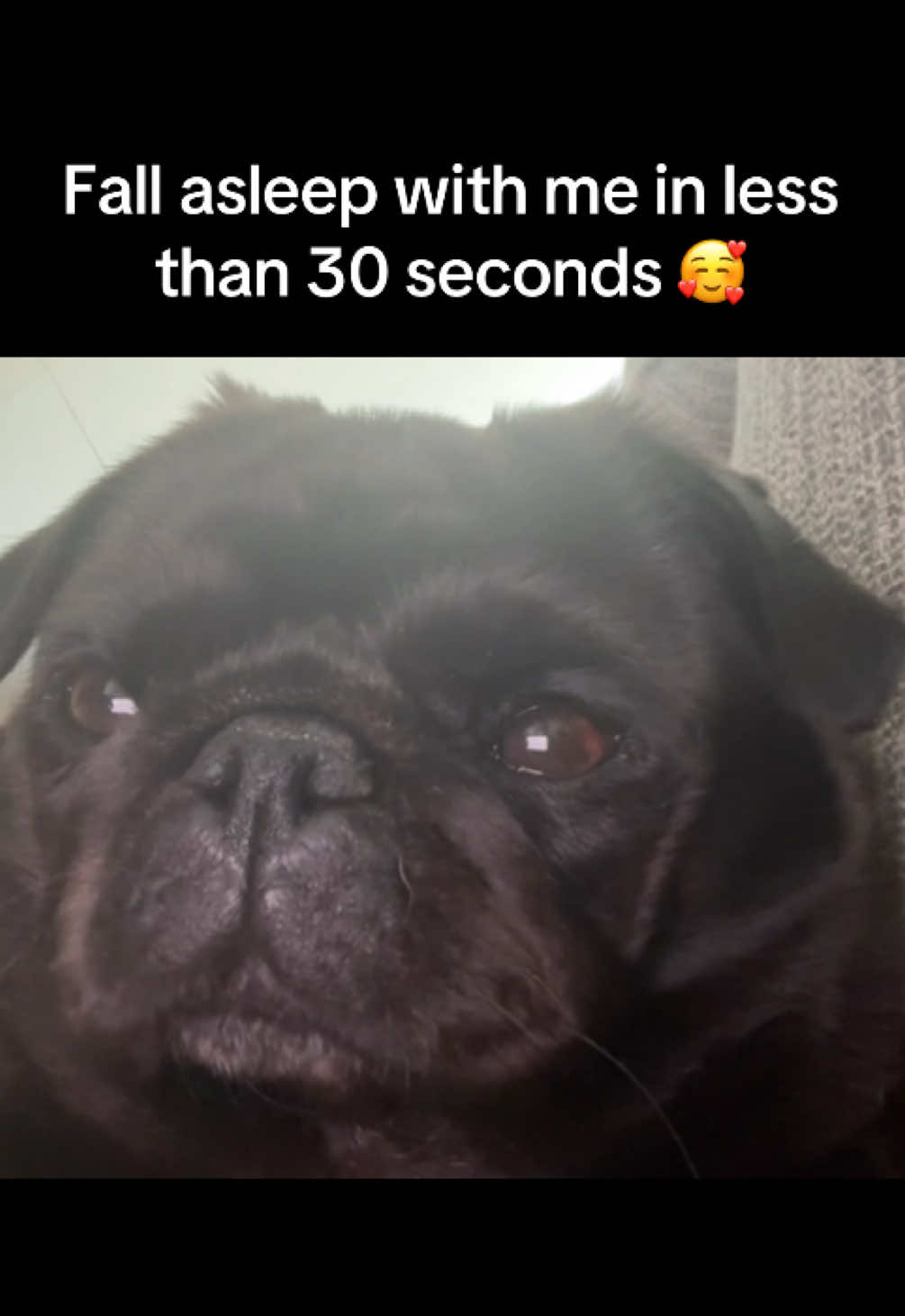 Fall asleep with me in less than 30 seconds 🥰 #pugs #puglife #pug #dogsoftiktok #pugsoftiktok 