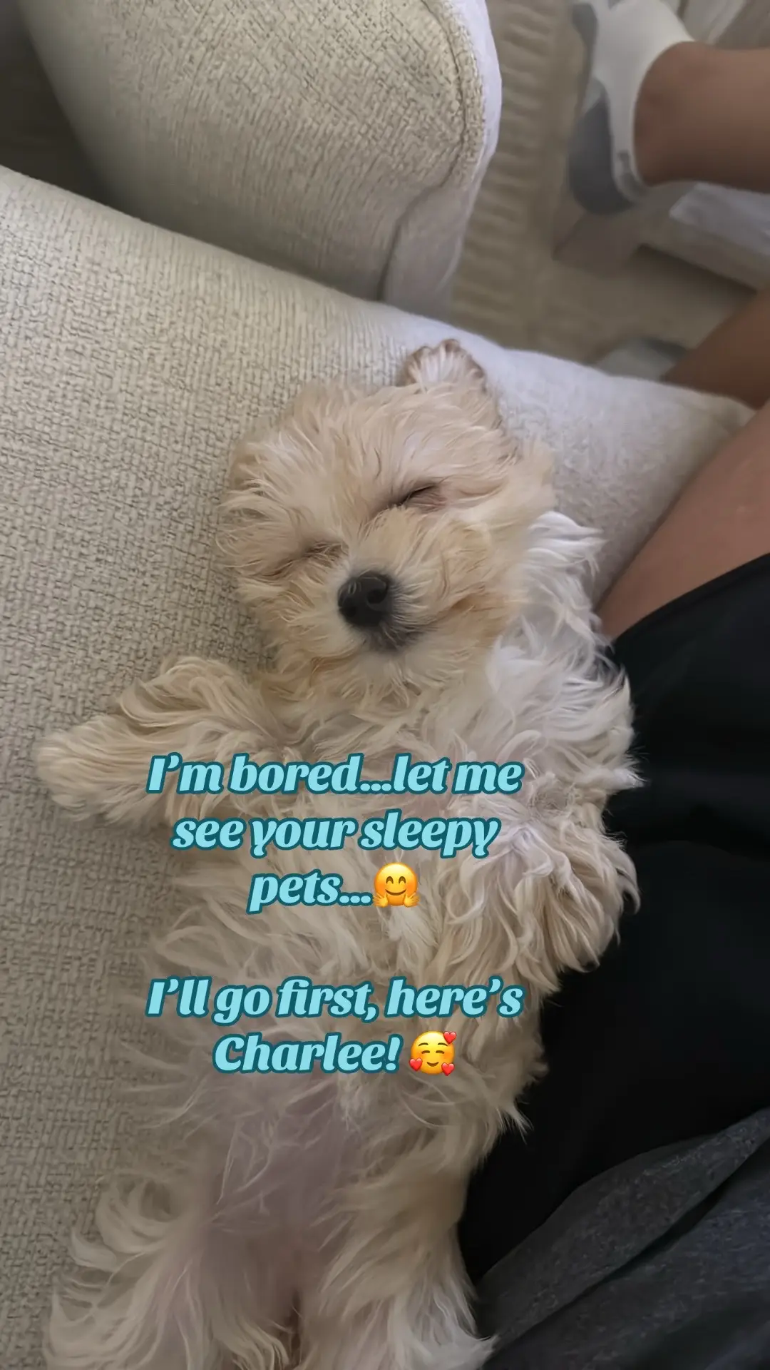 #fyp #sleepydog #cutedog #maltipoo #dogsoftiktok #hello #dogmom 