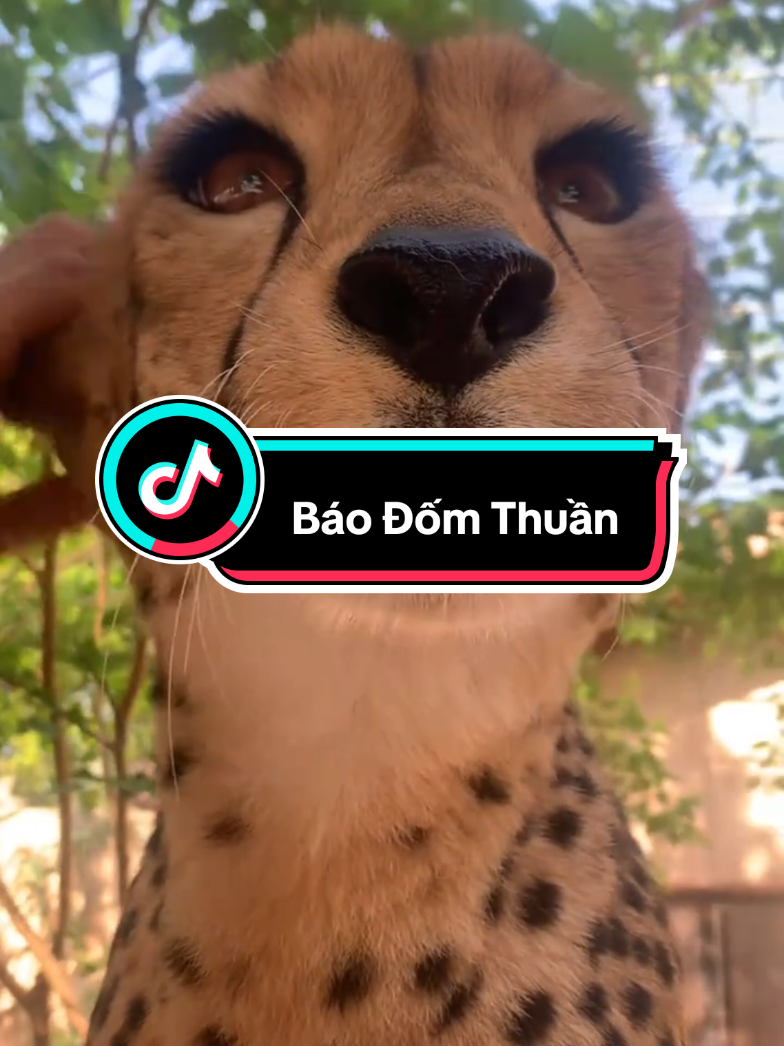 Báo đốm thuần hoá #báo  #báođốm  #animals_vn #báocon 
