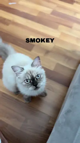 My Smokey 😍😍😍😍😍 I love You 😘 