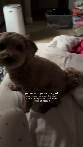 stay inside on a Friday night is the best thing I ever did 😋 #saturday #saturdaymorning #maltipoo #maltipoosoftiktok #productivity #inside #dnd 