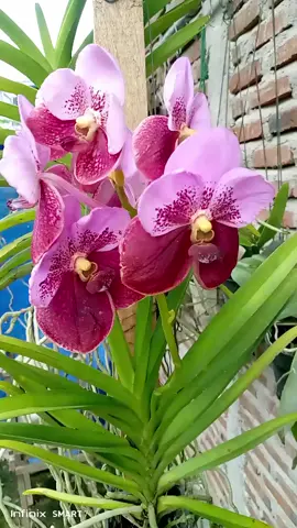 kecantikanmu tiada duanya.🥰🥰🥰🥰🥰