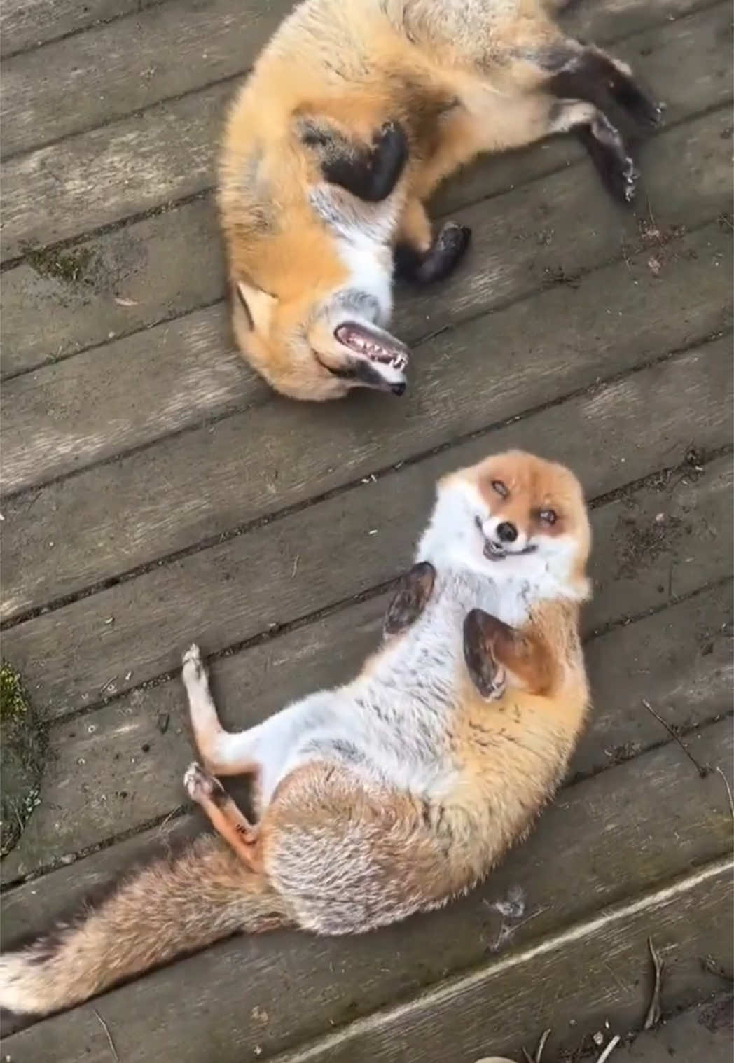 Two foxes are so excited meeting each others #fox 