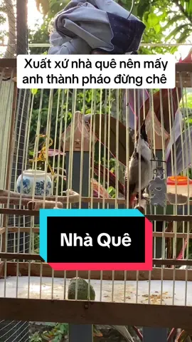 Xuất xứ nhà quê nên lông lá em hơi phèn #chaomaotramy #chaomaodonggiang #chimchaomao #xuhuongtiktok #xuhuong #toiyeudongvat❤ #chaomaobaydau 
