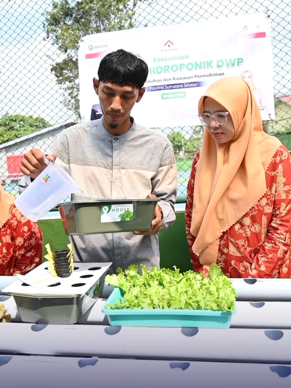 Peresmian Tanaman Hidroponik DWP Dinas Perumahan dan Kawasan Permukiman Provinsi Sumatera Selatan. #berkebun #berkebundirumahaja #berkebunhappy #fyp 