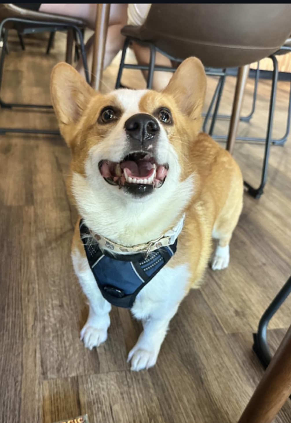 #coffeetiktok #coffee #localbusiness #florence #alabama #fyp #foryou #coffeeshop #corgisoftiktok #Loveyourboobs 