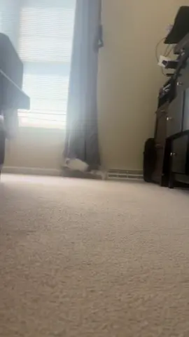 Is this a rabbit, or a missile? #bunny #bunniesoftiktok #rabbits #rabbitsoftiktok #bunnies