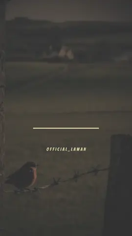 (lyrics) #official_lawan #hausamusic#hausalyrics #arewatiktok 
