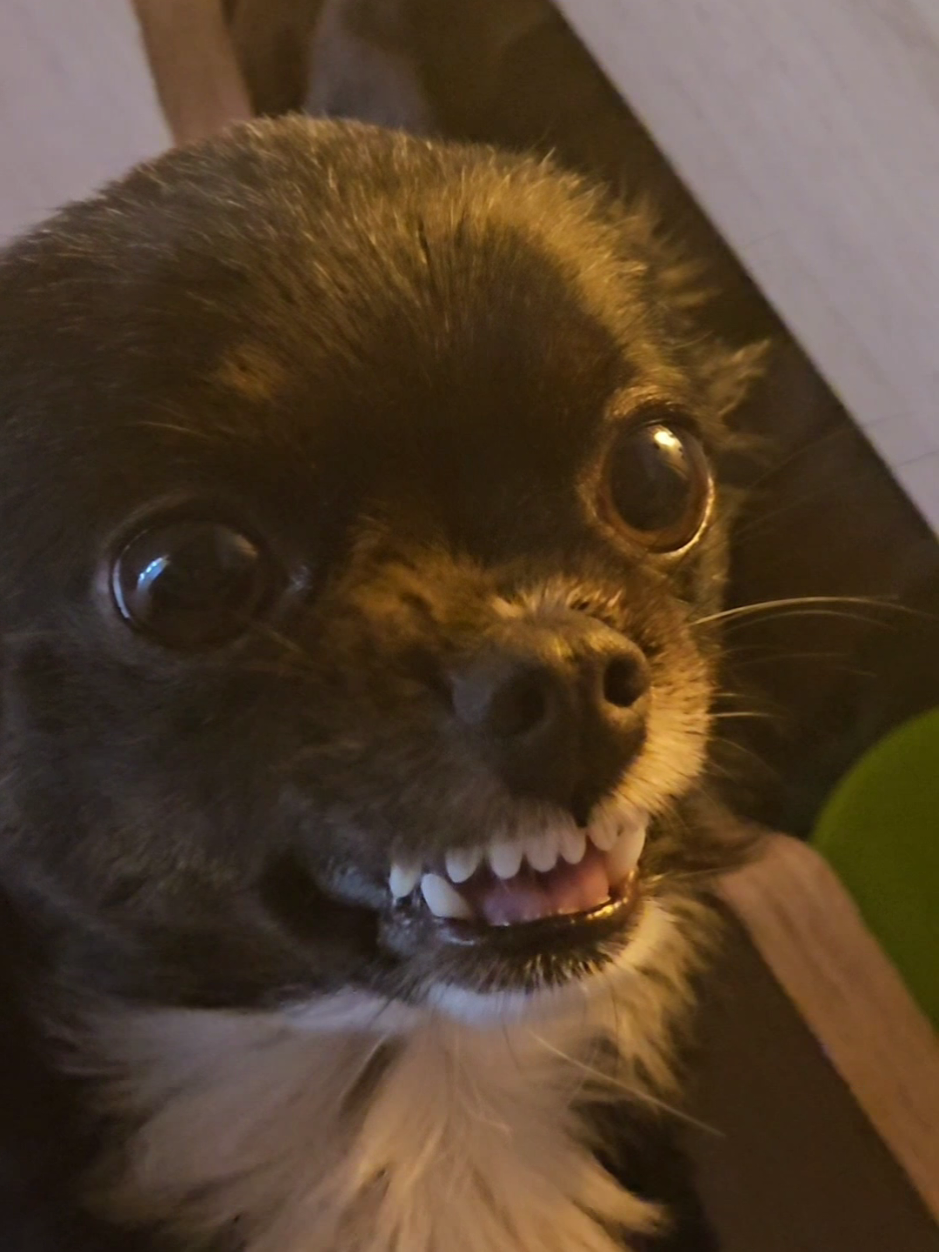 algo normal en Milly 😡🤯 #mascota #dog #perro #perrito #perrohijo #perrostiktokers #chihuahua #bravo #mad #bite #malgenio #mascotasdetiktok #bart #todosestancontrati #lossimpson #homero #viral #travel #follow 