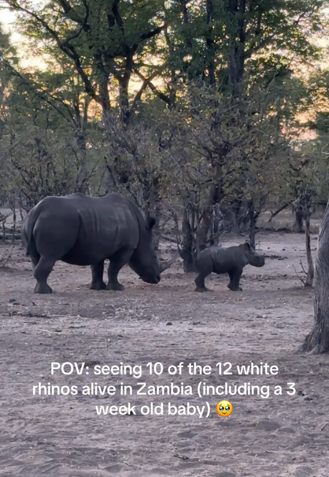 Being in Zambia with 10 of the remaining 12 southern white rhinos in the country is an experience I’ll never forget—especially meeting the incredible people who devote their lives to protecting them from poachers. 