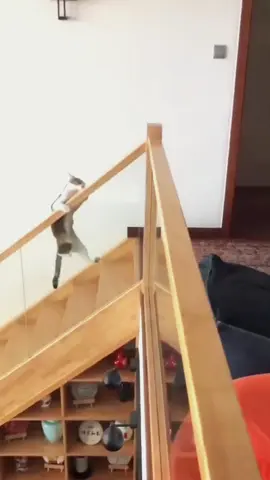 Try not to laugh 😂😂😂 #funny #animals #funnypets #funnyanimals #dogsoftiktok #haha #catsoftiktok #cat #foryour #dogslovers #dog 