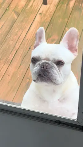 Open it now! #frenchbulldog #frenchiesoftiktok #frenchie#funnydogs #dogsoftiktok#openthedoor#foryou#fyp#frenchietok 