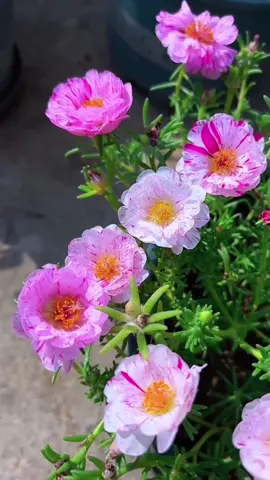 #مساء_الخير 🌸🍃#مساء_السعاده 🌸🍃          