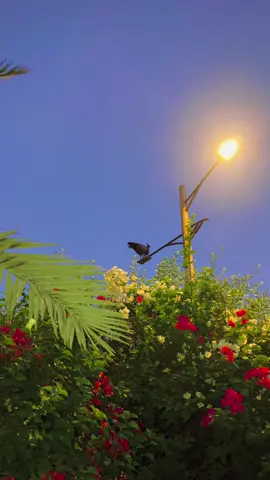 خوبصورت ہونا اچھا نہیں، اچھا ہونا خوبصورت ہے۔ 🌸🦋👀✨💫#views #meh_alee #fypシ゚ #support_me #grow #tiktokviral #unfreezemyacount 