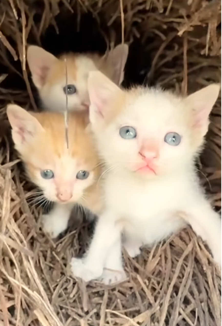 #animal #animalrescue #dog #cat #fyp 
