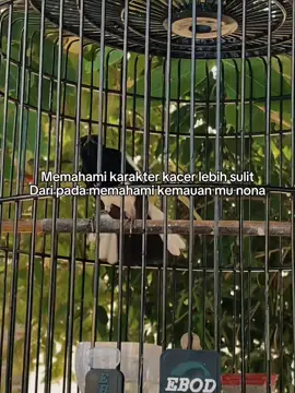 🫨 #hobyburungberkicau #kacermania #kacer #kolibrininjaindonesia #