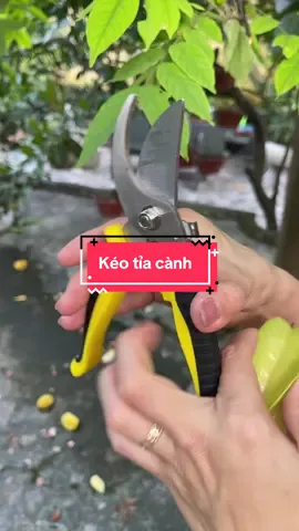 Kéo tỉa cành đa năng #thanhmai92 #keotiacaycanh #keotiacanh 