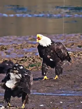Eagle vs hawk💀 #hoanera #edits 