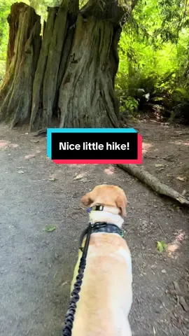 #PNW #Hiking #Paprikaandnutmeg #blacklab #yellowlab #dogsoftiktok #beach #fyp 