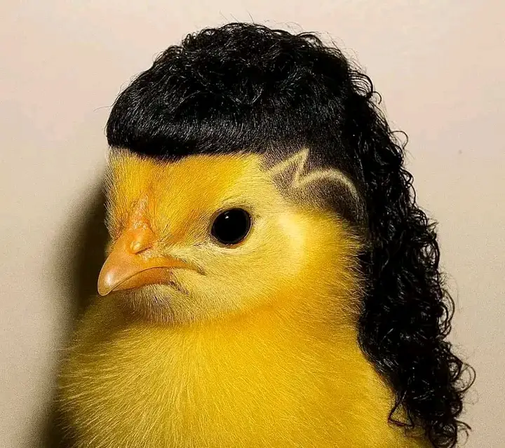8 haircut styles of chicken.