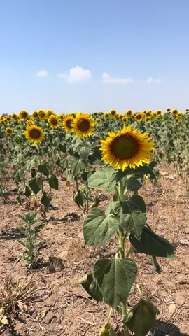 #Херсон#Україна#поле#рекомендації#лайки#підписки#рек